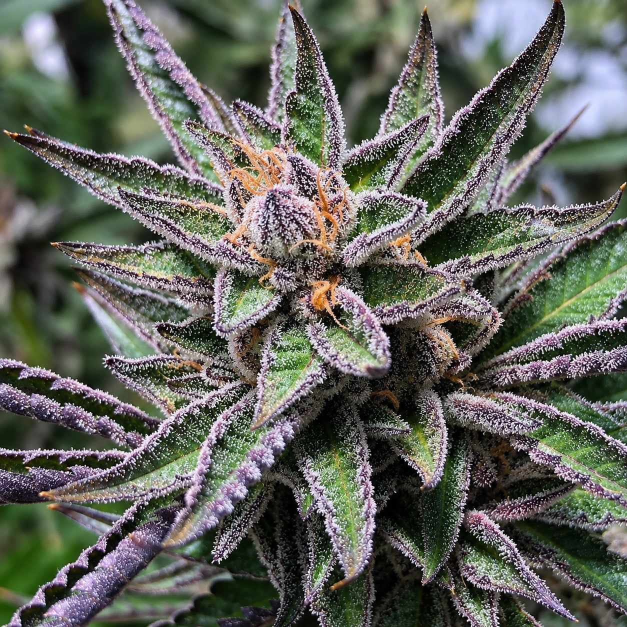 BLACK MOON F2 (REG) collection image