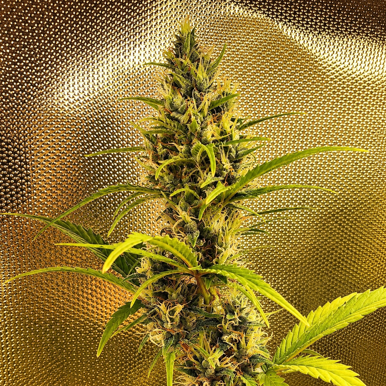 HOLY MALAWI F2 (AUTO) collection image