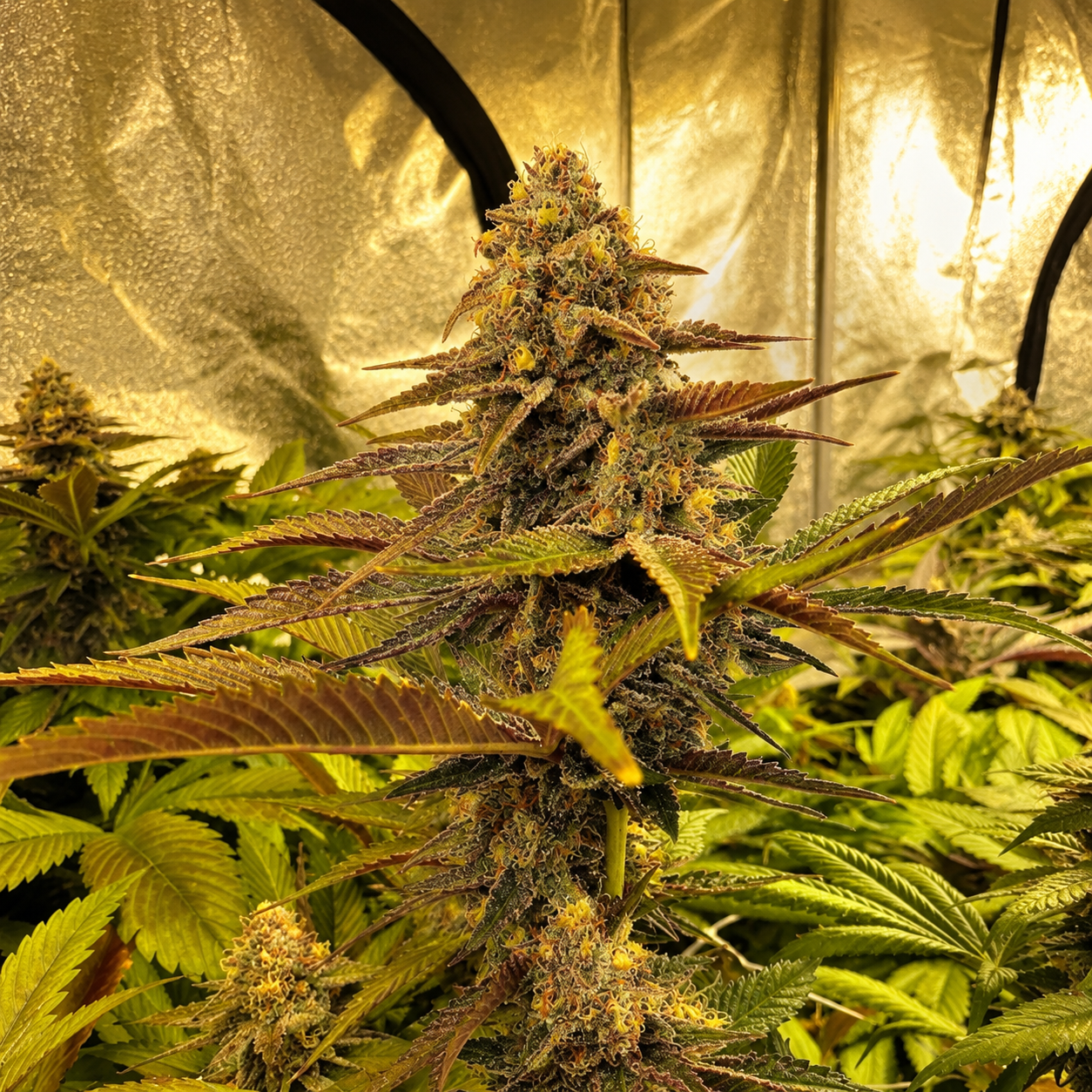 PUTA BREATH X BLACK MOON (FEM) collection image