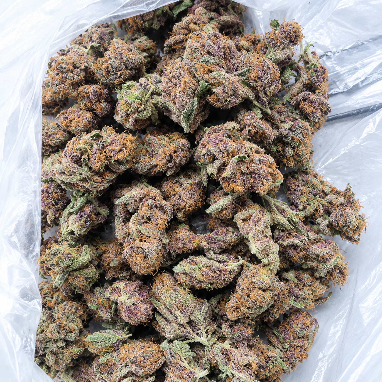 (WIFI#43 X GSC) X BLACK MOON (FEM) collection image