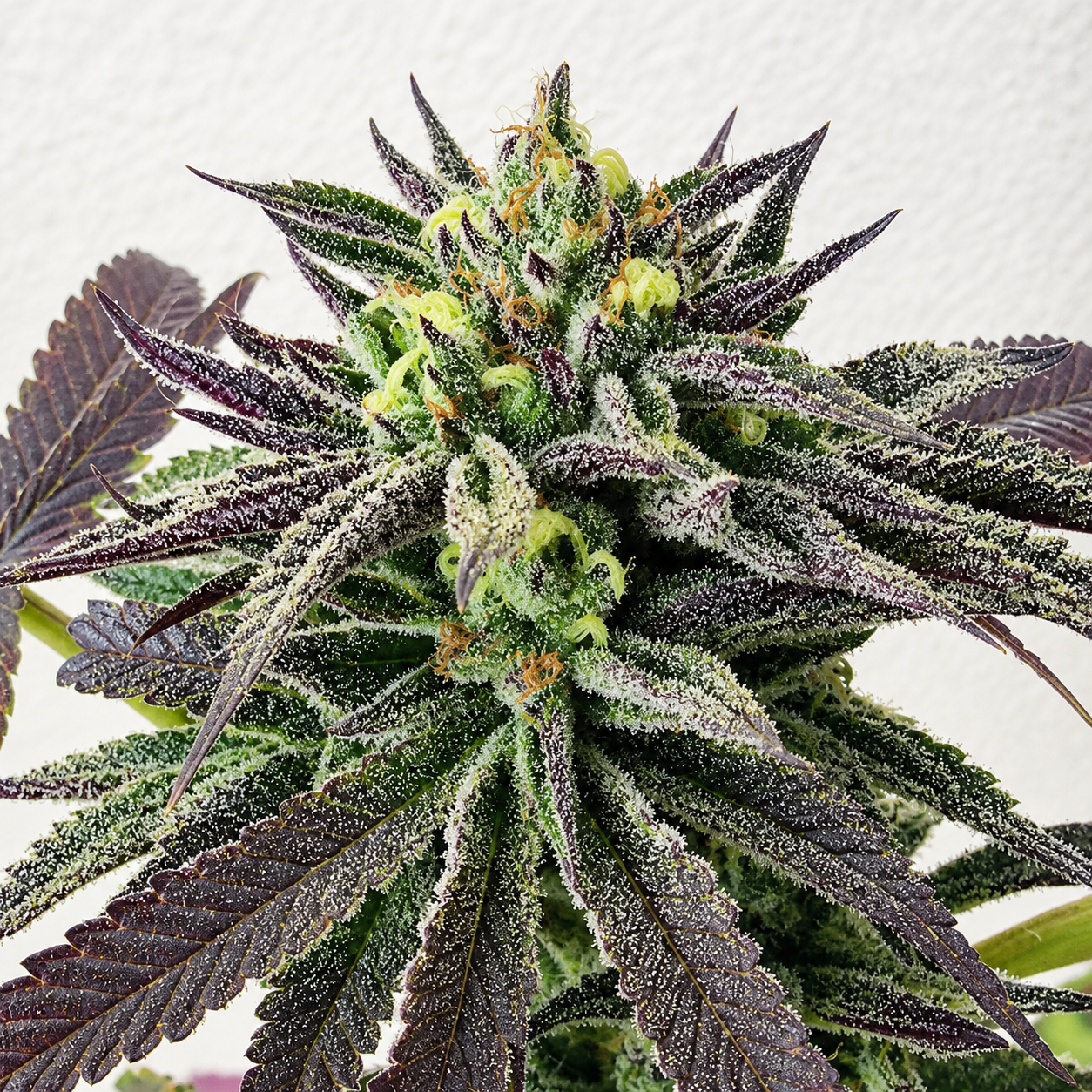 THC BOMB X L.A MAC (FEM) collection image