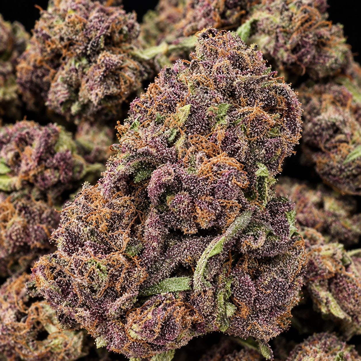 TROPICANNA COOKIES X BLACK MOON (LIMITED) (REG) collection image