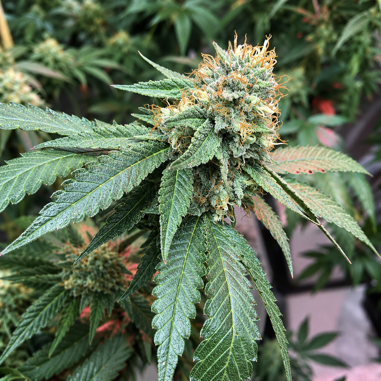 SOUR HAZE X BLACK MOON (REG) collection image