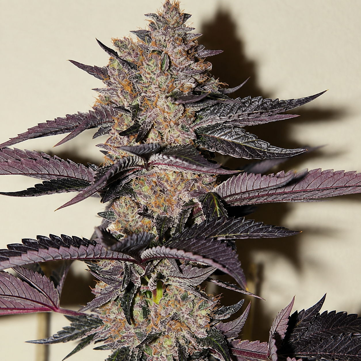 TROPICANNA PUNCH X BLACK MOON (FEM) collection image