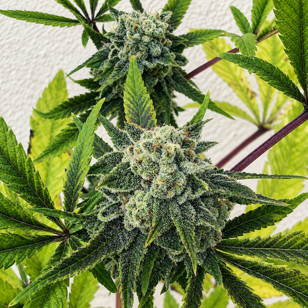 ASTRO DAWG X L.A MAC (FEM) collection image