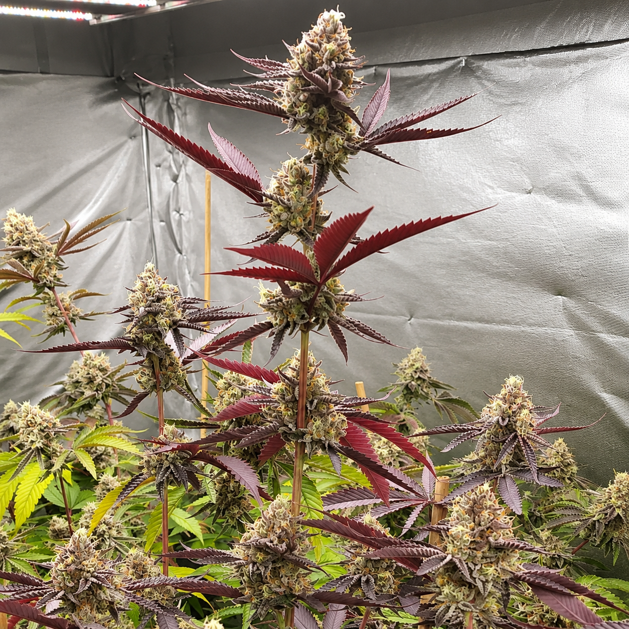 HARDCORE OG X RAINBOW MINTS (REG) collection image